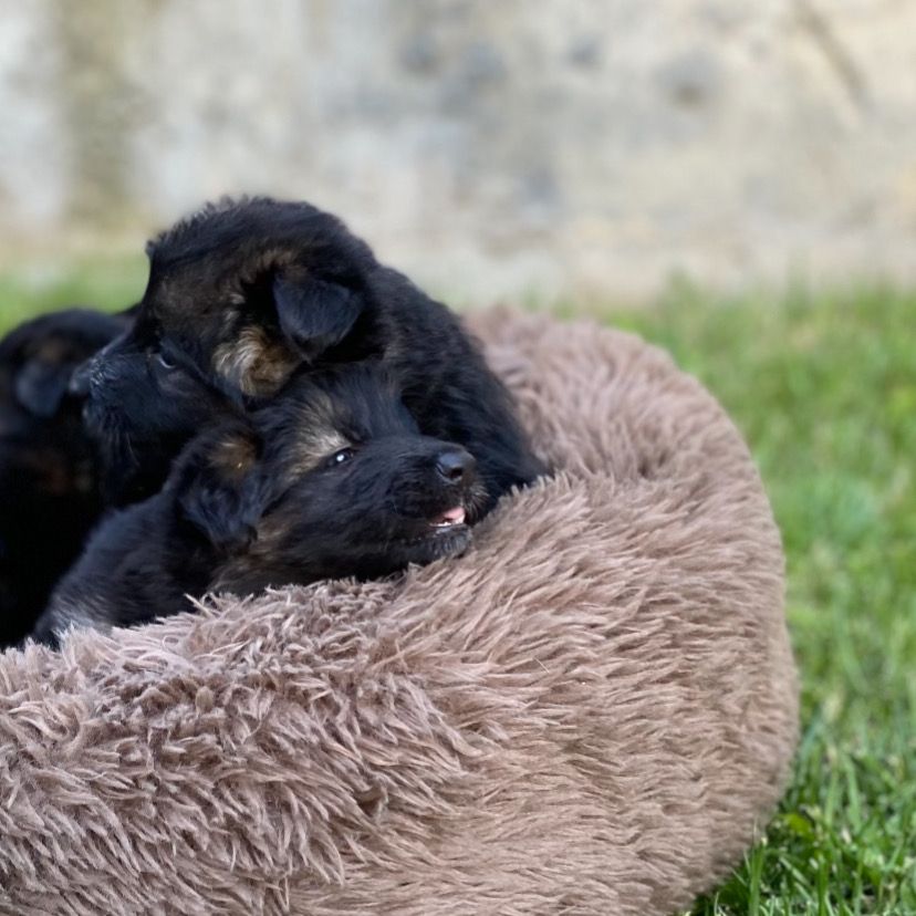 Fluffyhundebett®Deluxe 'Wolke 7' hundebett